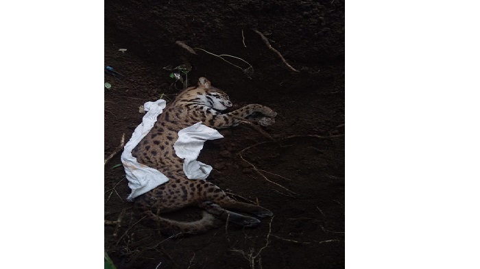 Warga Datangi BKSDA Laporkan Ada Satwa Dilindungi Jenis Kucing Kuwuk Ditemukan Mati di Agam