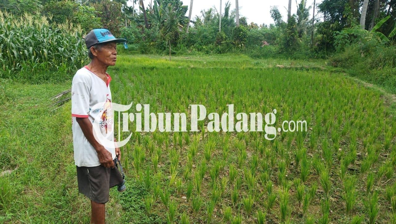 sawah-mengering-di-pasar-ambacang-di-padang-1712026.jpg