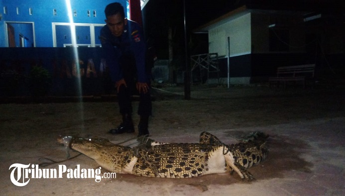 seekor-buaya-terperangkap-jala-nelayan-di-bungus-teluk-kabung-kota-padang.jpg