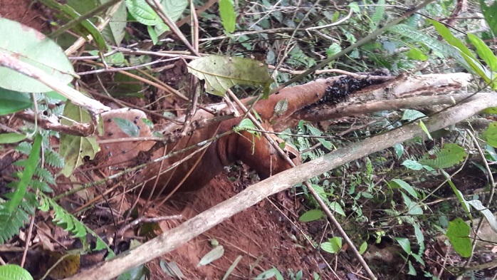 Kucing Emas Ditemukan Terjerat di Agam, Hewan Langka itu Mati Setelah Sempat Dirawat