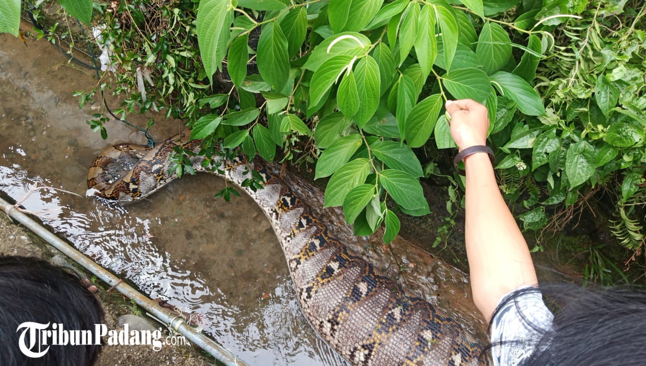 seekor-ular-piton-dengan-perut-buncit-lubuk-begalung-kota-padang-sumatera-barat-sabtu-912021.jpg