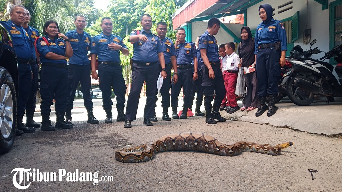 ular-piton-berperut-buncit-setelah-diamankan-di-kantor-damkar-padang.jpg