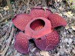 Bunga-Rafflesia-Arnoldi-mekar-sempurna-di-Cagar-Alam-Batang-Palupuah-3.jpg