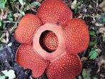 Bunga-rafflesia-mekar-sempurna-di-kawasan-Cagar-Alam-Batang-Palupuah.jpg
