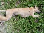 GIGITAN-ANJING-LIAR-Pefmbar-f-tambahan.jpg