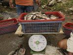 Harga-Ikan-Nila-di-Maninjau-Anjlok-Efli-Borong-3-Ton-Dijual-ke-Rumah-Sakit-dan-Rumah-Makan-di-Riau.jpg