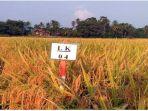 Hasil-tani-kabupaten-Sijunjung.jpg