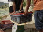 Ikan-Keramba-Mati-Massal-Harga-Ikan-Nila-di-Maninjau-Agam-Anjlok-Sekilo-Rp4-Ribu-dari-Rp25-Ribu.jpg