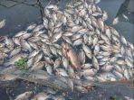 Ikan-Mati-di-Danau.jpg