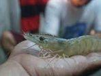 Nama-latin-dari-udang-adalah-caridea-Carid.jpg
