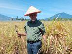 Padi-Sawah.jpg