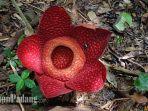 Penampakan-bunga-Rafflesia-Arnoldi-di.jpg