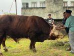 Penampakan-sapi-kurban-Presiden-Joko-Widodo-untuk-Sumatera-Barat-Sumbar.jpg