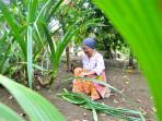 Pengrajin Anyaman Pandan di Padang Laweh Sijunjung Mulai Sulit Dapatkan Bahan Baku