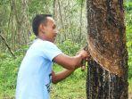 Petani-Karet-di-Sijunjung-Menjerit-Harga-Anjlok-Sampai-Rp7-Ribu-Per-Kilo-dari-Rp12-Ribu.jpg
