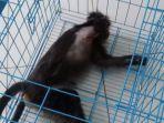 Petugas-Wildlife-Rescue-Unit-WRU-Balai-Konservasi-Sumber-Daya-Alam-BKSDA.jpg