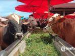Sapi-kurban-di-pasar-ternak-Nagari-Muara-Panas.jpg