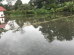 Diguyur Hujan Kurang dari Satu Jam, Sawah Warga di Pakan Kurai Bukittinggi Terendam