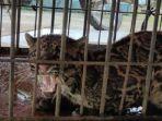 Seekor-macan-dahan-yang-masuk-ke-rumah-warga.jpg