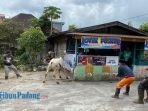 Seekor-sapi-lepas-di-Kecamatan-Mandingin-Koto-Selayan111.jpg