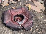 Sempat-Dikira-Bangkai-Anjing-Bunga-Rafflesia-Arnoldi-Tumbuh-di-Pekarangan-Rumah-Warga.jpg