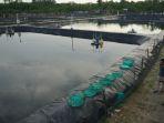 Tambak-udang-yang-ada-di-kawasan-Ulakan-Tapakis-Padang-Pariaman-Sumatera-Barat.jpg