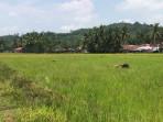 Tanaman-padi-umumnya-ditanam-disading-Nagari-Lims.jpg