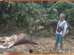 Tangkapan-layar-bangkai-sapi-yang-diduga-dimangsa-harimau-di-Pesisir-Selatangg.jpg