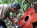 Teks-Bunga-rafflesia-yang-mekar-sempurna-di-Cagar-Alam-Batang-Palupuah-Kabupaten-Agam.jpg