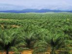 UPTD-Kesatuan-Pengelolaan-Hutan-Lindung-KPHL-Sijunjung-Yandesman-menyebut.jpg