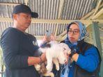 Vaksin-anti-rabies-di-Padang-Pariaman.jpg