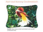apa-isi-dari-cerita-fiksi-asal-usul-burung-cenderawasih-di-depan.jpg
