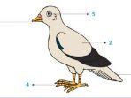 bantulah-edo-menuliskan-bagian-bagian-tubuh-burung-merpati-dan-lengkapi-tabel-di-bawahnya.jpg