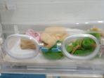 bayi-yang-ditemukan-di-rumah-wnau-Diate.jpg