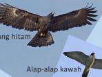 brung-elang-dan-alap-alap.jpg