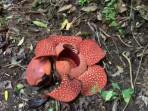 bunga-Raflesia-Arnoldi-di-Bukittinggi-2-7112025.jpg