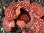 bunga-raflesia-arnoldi-7112025.jpg