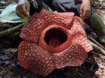 bunga-raflesia-ditemukan-dikecamatan-ranah-ampek-hulu.jpg
