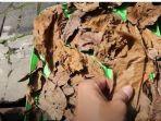 Tips Mengolah Daun Ketapang Kering Agar Air Hasil Perebusan Lebih Pekat