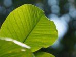 daun-ketapang-adalah-nama-sejenis-pohon-tepi-pantai-yang-rindang.jpg