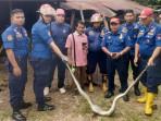 evakuasi-ular-di-Padang-14102025.jpg