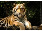 harimau-sumatera.jpg