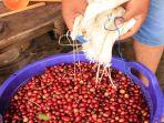 hasil-panen-ceri-kopi-para-petani-di-aia-dingin.jpg