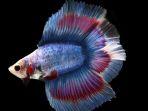 ilustrasi-ikan-cupang-double-tail.jpg