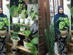 ista-anggun-puteri-rawat-tanaman-janda-bolong-awalnya-koleksi-kini-banyak-yang-ingin-beli.jpg