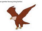 kata-sukar-dan-artinya-pada-bacaan-konservasi-elang-di-halimun-salak.jpg