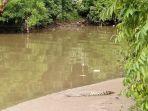 kemunculan-buaya-muara-sedang-berjemur-di-bawah-jembatan.jpg