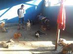 malik-pedagang-anjing-dari-padang-sumatera-barat-memeriksa-anjing-anjing.jpg