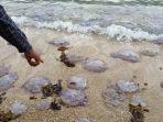 ribuan-ubur-ubur-serbu-pantai-di-pesisir-selatan-6.jpg<pf>ribuan-ubur-ubur-serbu-pantai-di-pesisir-selatan-10.jpg<pf>ribuan-ubur-ubur-serbu-pantai-di-pesisir-selatan-9.jpg<pf>ribuan-ubur-ubur-serbu-pantai-di-pesisir-selatan-1.jpg<pf>ribuan-ubur-ubur-serbu-pantai-di-pesisir-selatan-4.jpg<pf>ribuan-ubur-ubur-serbu-pantai-di-pesisir-selatan.jpg<pf>ribuan-ubur-ubur-serbu-pantai-di-pesisir-selatan-2.jpg<pf>ribuan-ubur-ubur-serbu-pantai-di-pesisir-selatan-7.jpg<pf>ribuan-ubur-ubur-serbu-pantai-di-pesi