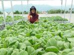rumah-hidroponik-blasta-urban-farming-center.jpg